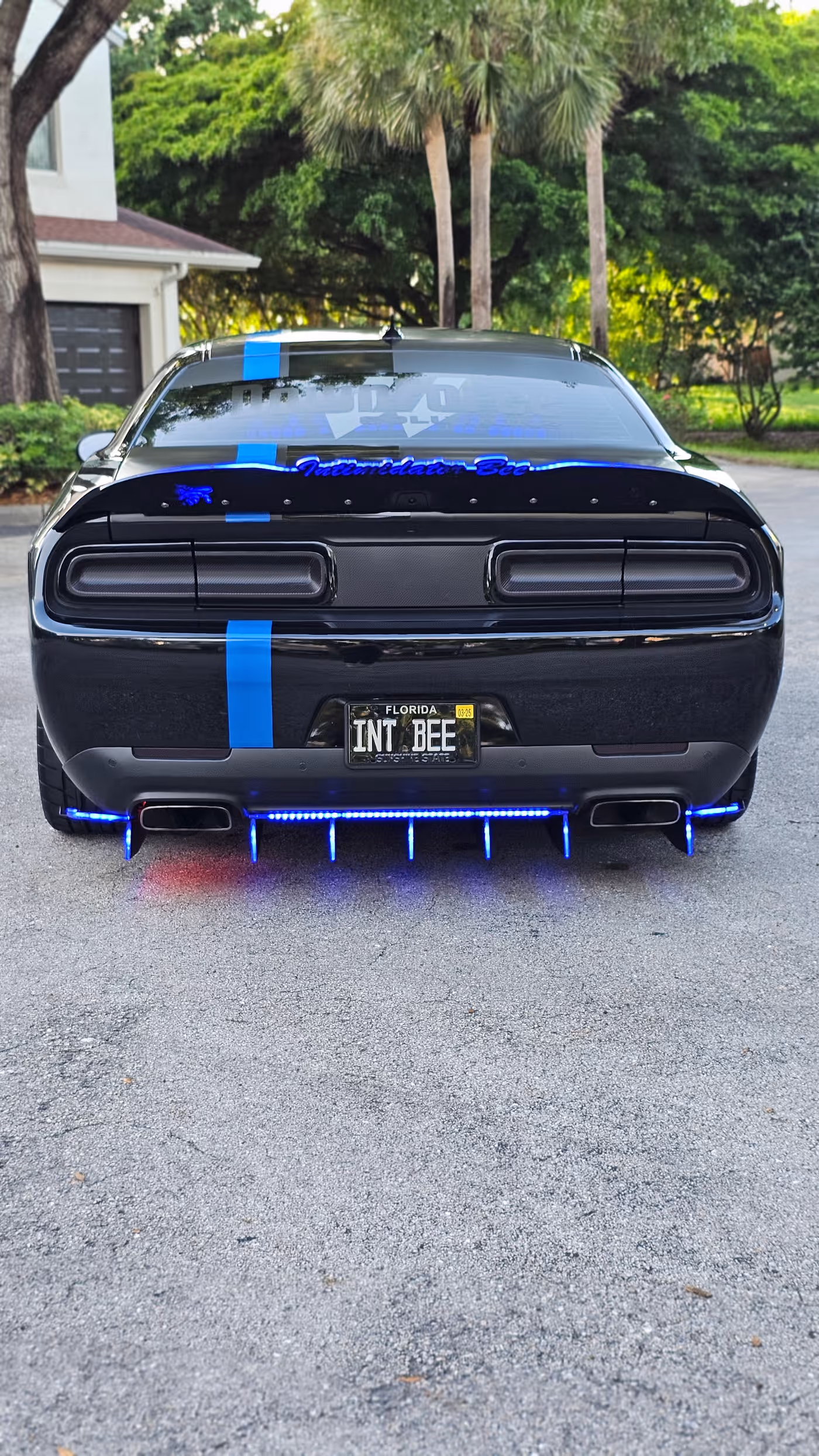 Intimidator Bee photo 18