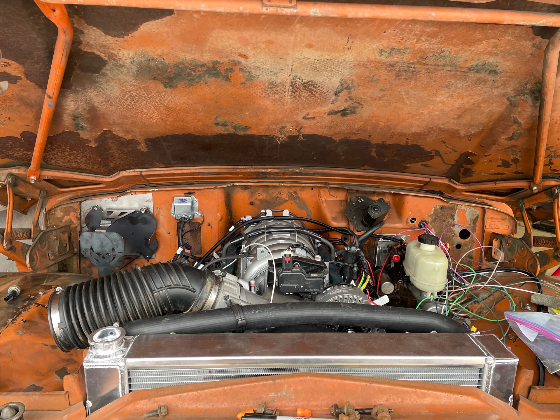 Woody Mammoth photo 8