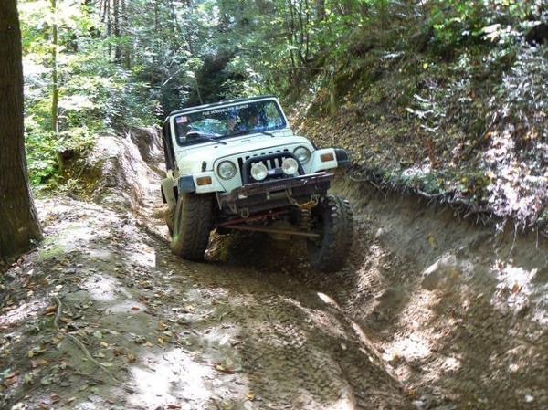 Great white Buffalo photo 1