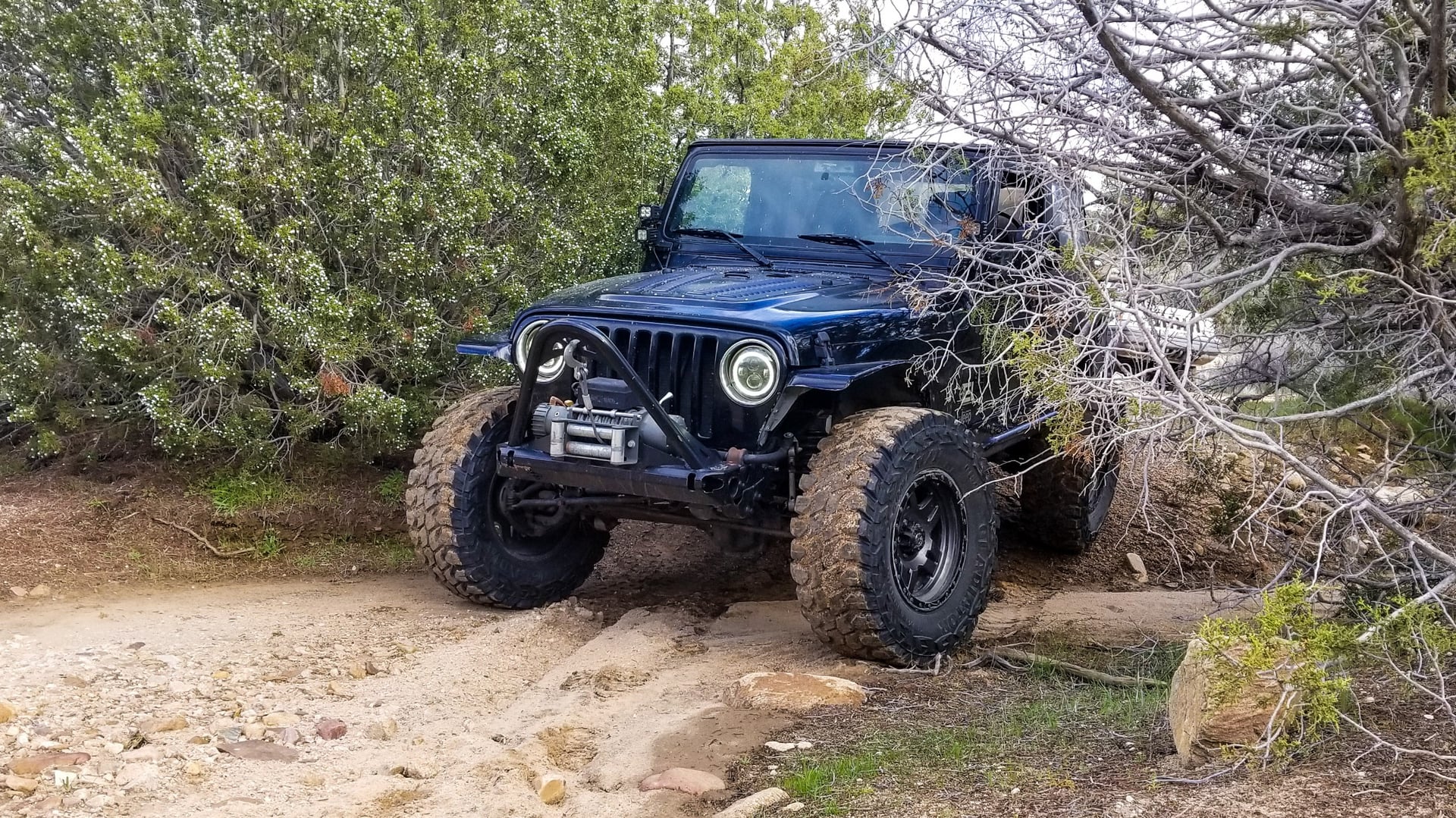 Bettie photo 14