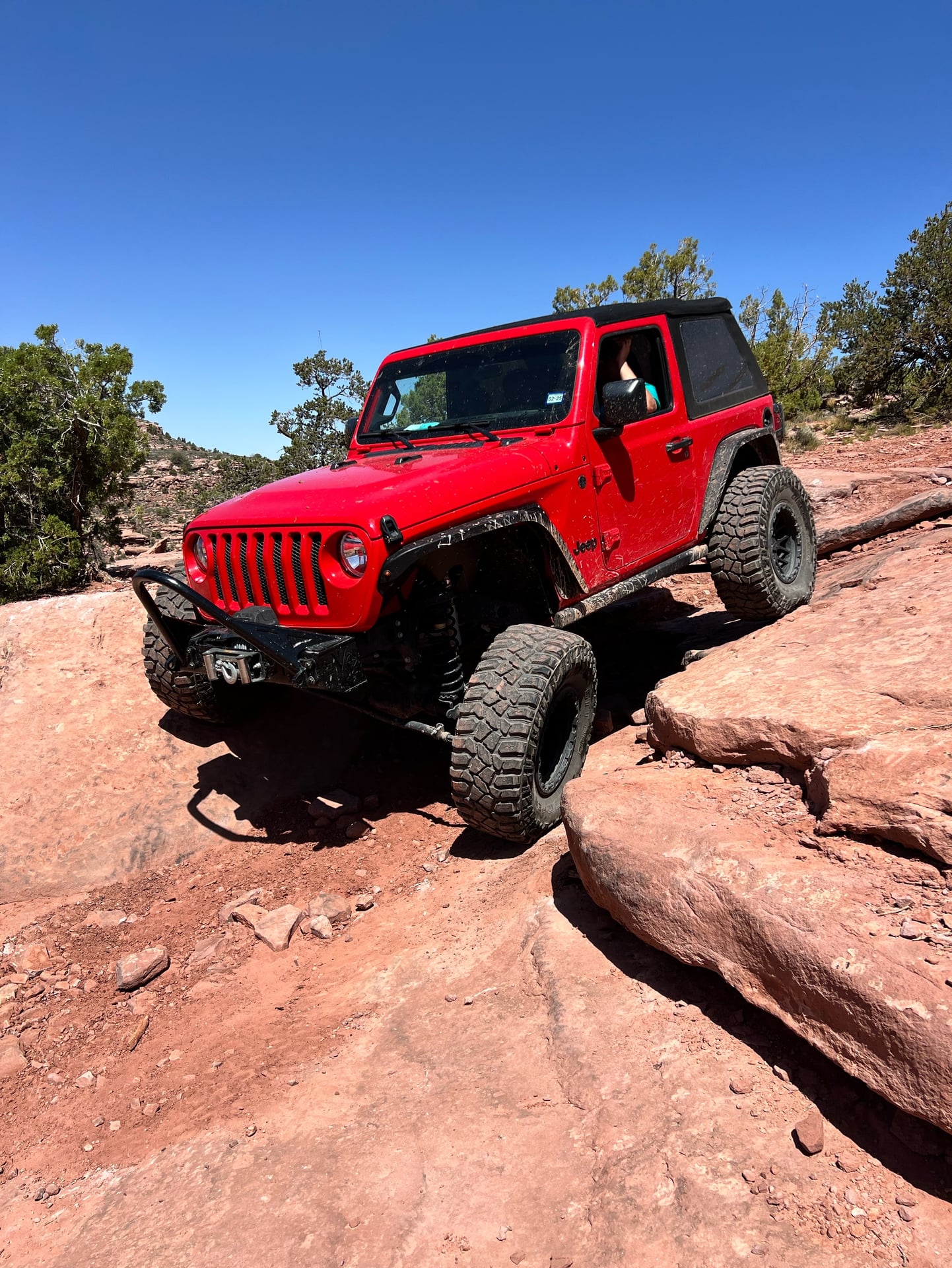 Rexy the JL photo 28