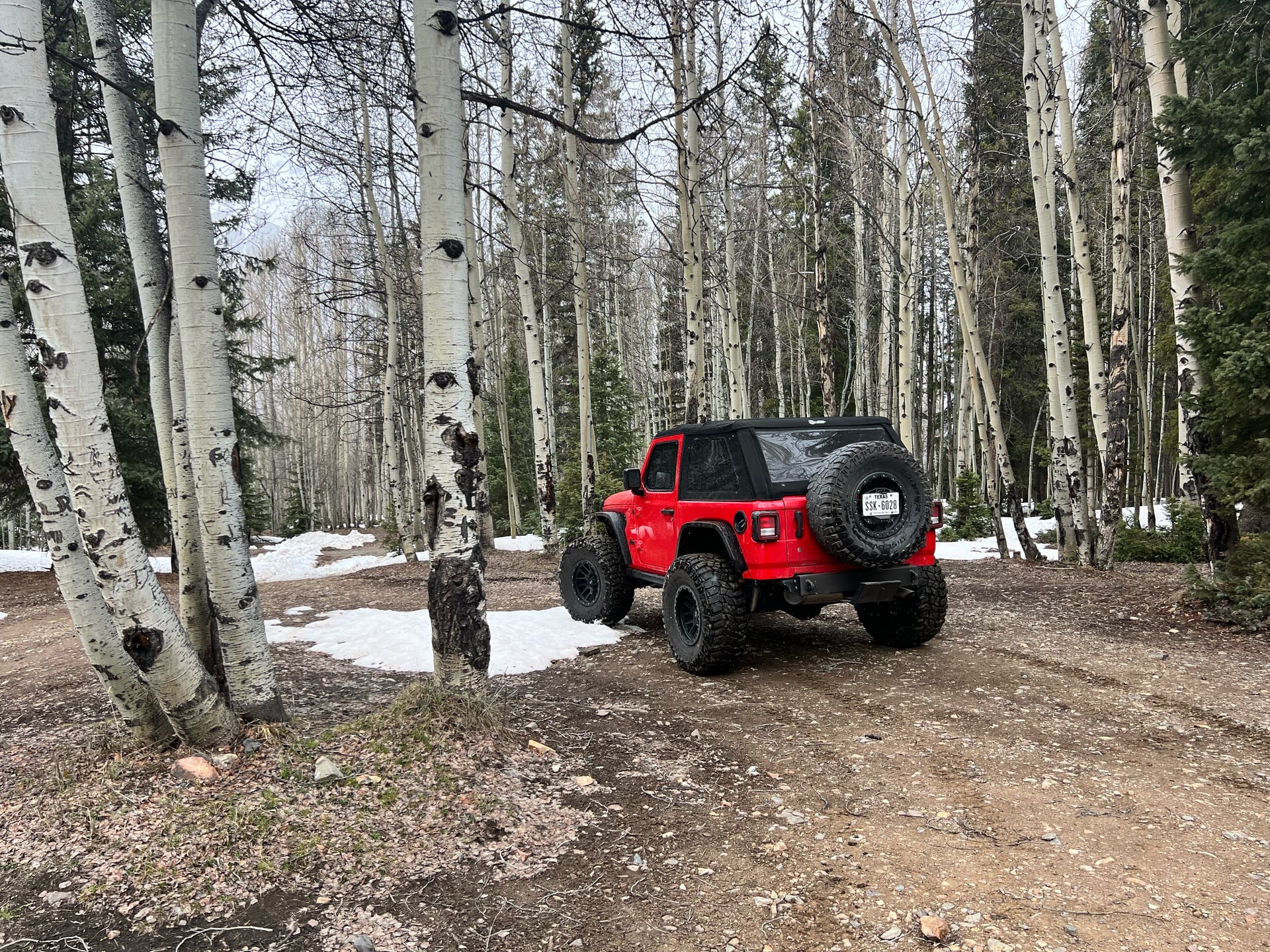 Rexy the JL photo 29