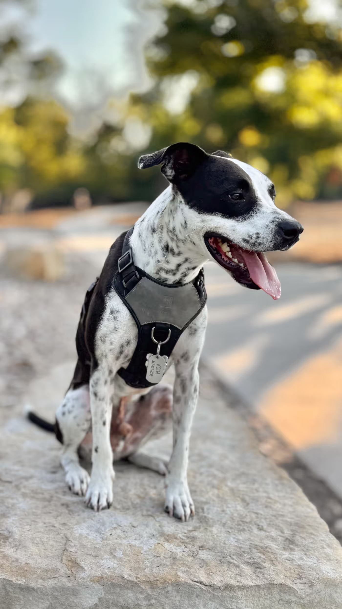 donmontalvo photo 36